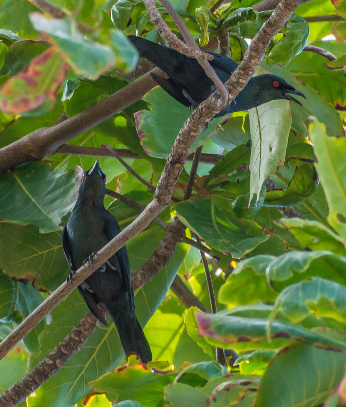 Birds, Bunaken Island, Manado, Indonesia