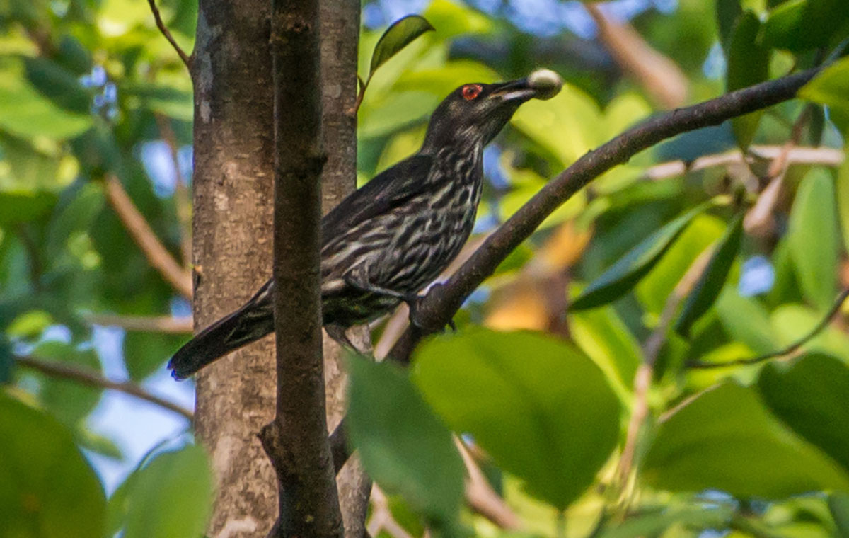 Bird, Bunaken Island, Manado, Indonesia