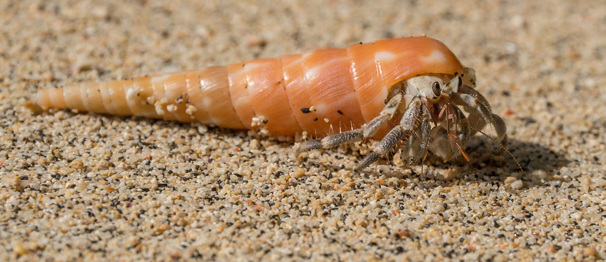 Hermit Crab, Bunaken Island, Manado, Indonesia