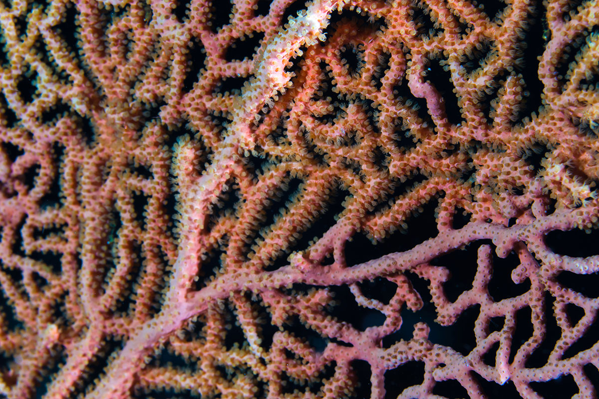 Coral, Bunaken Island, Manado, Indonesia