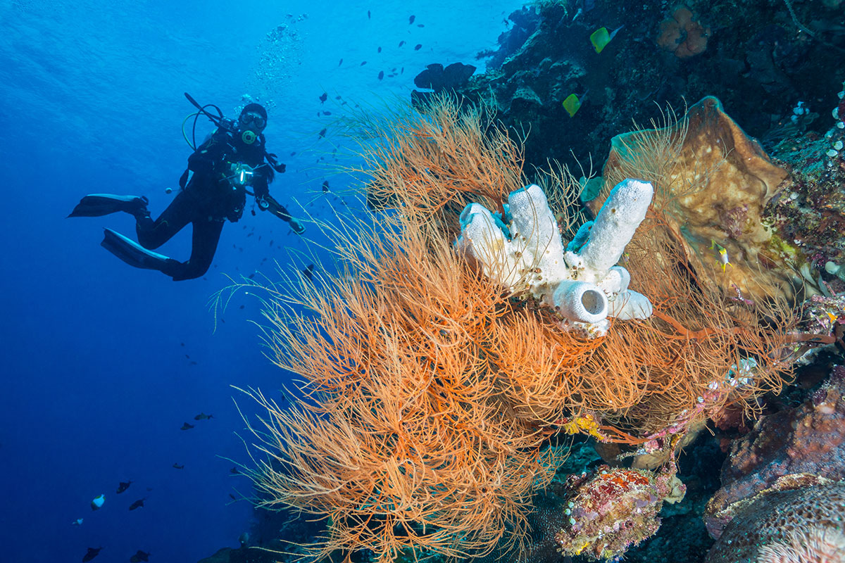 Diver with Coral, Bunaken Island, Manado, Indonesia