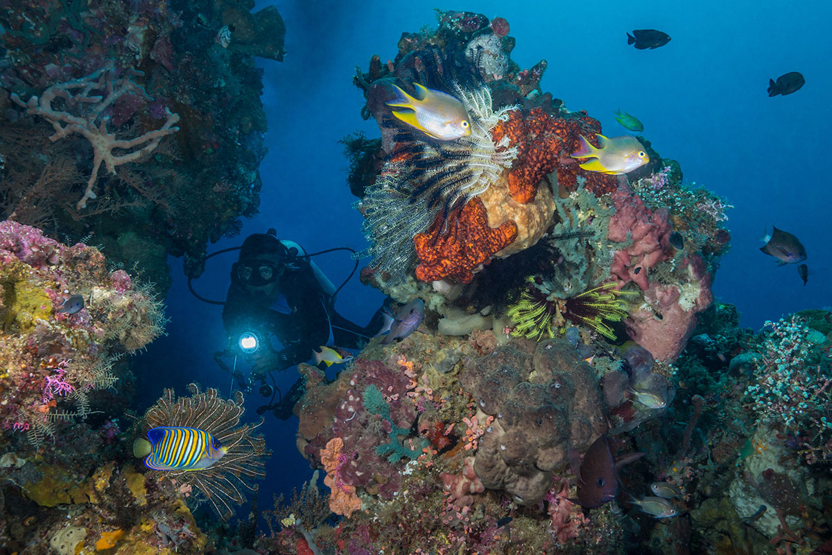 Diver with Coral Reef, Bunaken Island, Manado, Indonesia