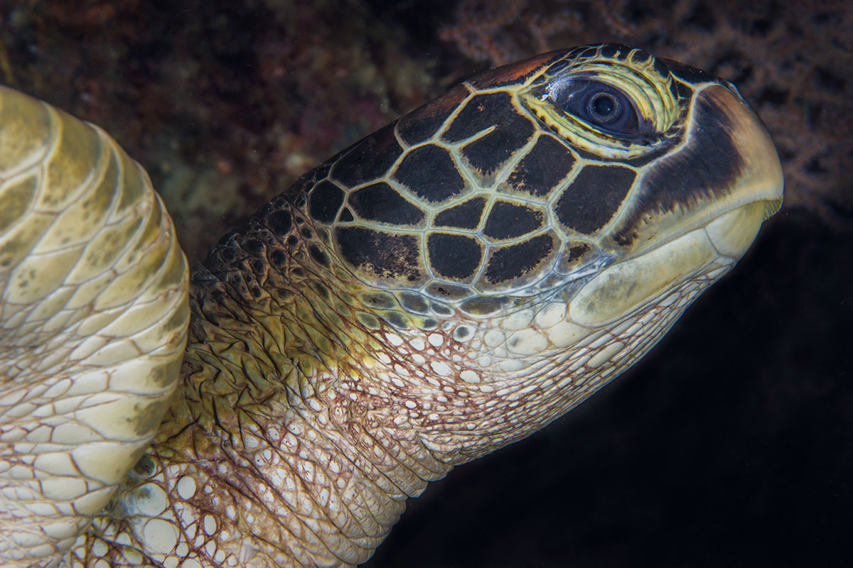 Turtle, Bunaken Island, Manado, Indonesia