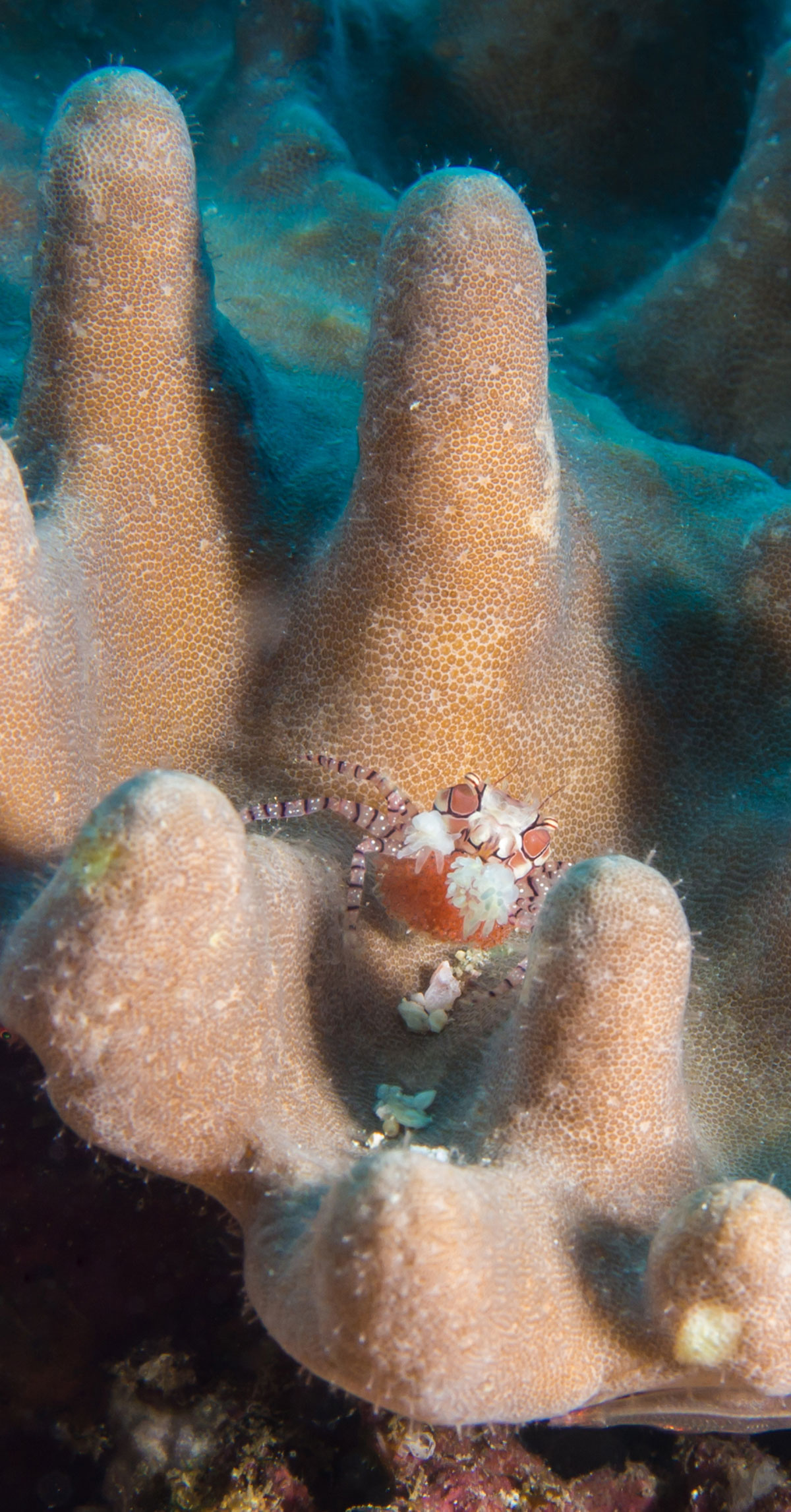 Boxer Crab, Bunaken Island, Manado, Indonesia